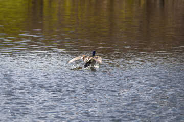 Konkurrenz und Revierkampf von Enten Erpel  in einem See mit Angreifer und Flucht eines unterlegenen, Deutschland