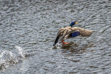 Konkurrenz und Revierkampf von Enten Erpel  in einem See mit Angreifer und Flucht eines unterlegenen, Deutschland