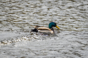 Nahaufnahme einer Ente Erpel schwimmend im Wasser eines See mit schimmernden bunten glänzenden Gefieder, Deutschland