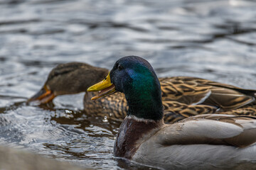 Nahaufnahme einer Ente Erpel schwimmend im Wasser eines See mit schimmernden bunten glänzenden Gefieder, Deutschland