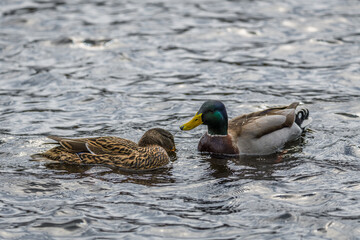 Nahaufnahme einer Ente Erpel schwimmend im Wasser eines See mit schimmernden bunten glänzenden Gefieder, Deutschland