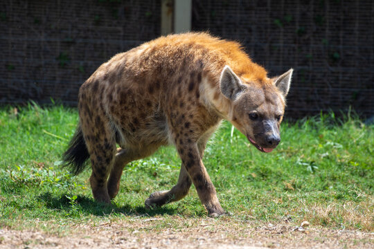 A spotted Hyena (Crocuta crocuta) walking in the african desert.
