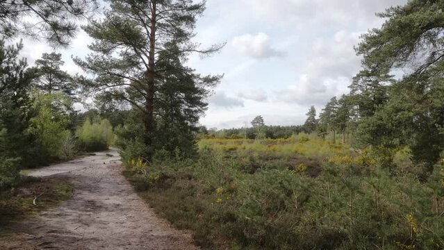 Sandy footpath in conservation heathland landscape with gorse bushes and heather in spring on Blackheath Surrey Hills