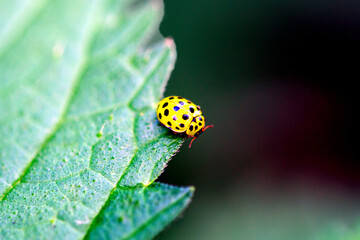 22-spot ladybird (Psyllobora vigintiduopunctata) on green leaf