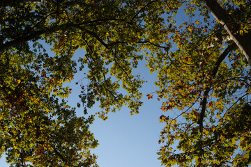 Trees against the sky