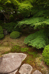Maple trees and stones in a Japanese garden 