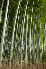 Lush bamboo grove in Japan