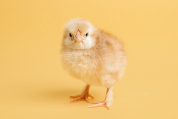 Fototapeta premium Cute little chick for design decorative theme. Newborn poultry chicken beak on yellow studio background. Easter, farm concept