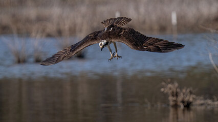 Obraz na płótnie Canvas Osprey in flight and driving for food