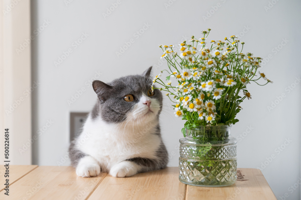 Sticker British Shorthair and Wild Chrysanthemum