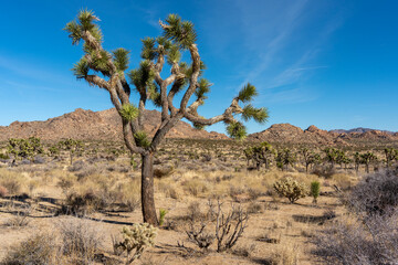 Joshua Tree Nationalpark im Januar / Roadtrip / Kalifornien / Palm Springs - obrazy, fototapety, plakaty