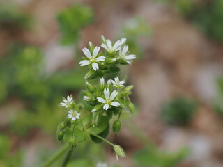 草原のオランダミミナグサ