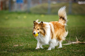 Playful happy pet dog puppy sheltie running in the grass and playing with a ball.