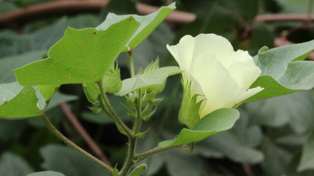 footage of Cotton flowers blooming on a cotton plant in a cotton field, india