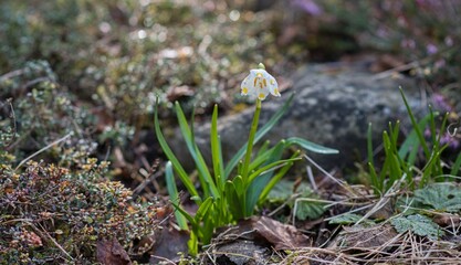 spring flower on the moss