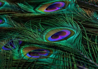 Peacock feather closeup. Peafowl feather. Mor pankh. Abstract background.
