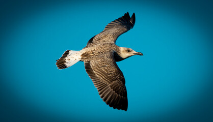 Seagull flying in the turquoise sky