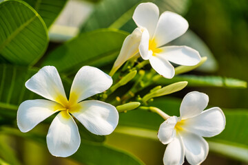 white and yellow frangipani flowers with natural background
