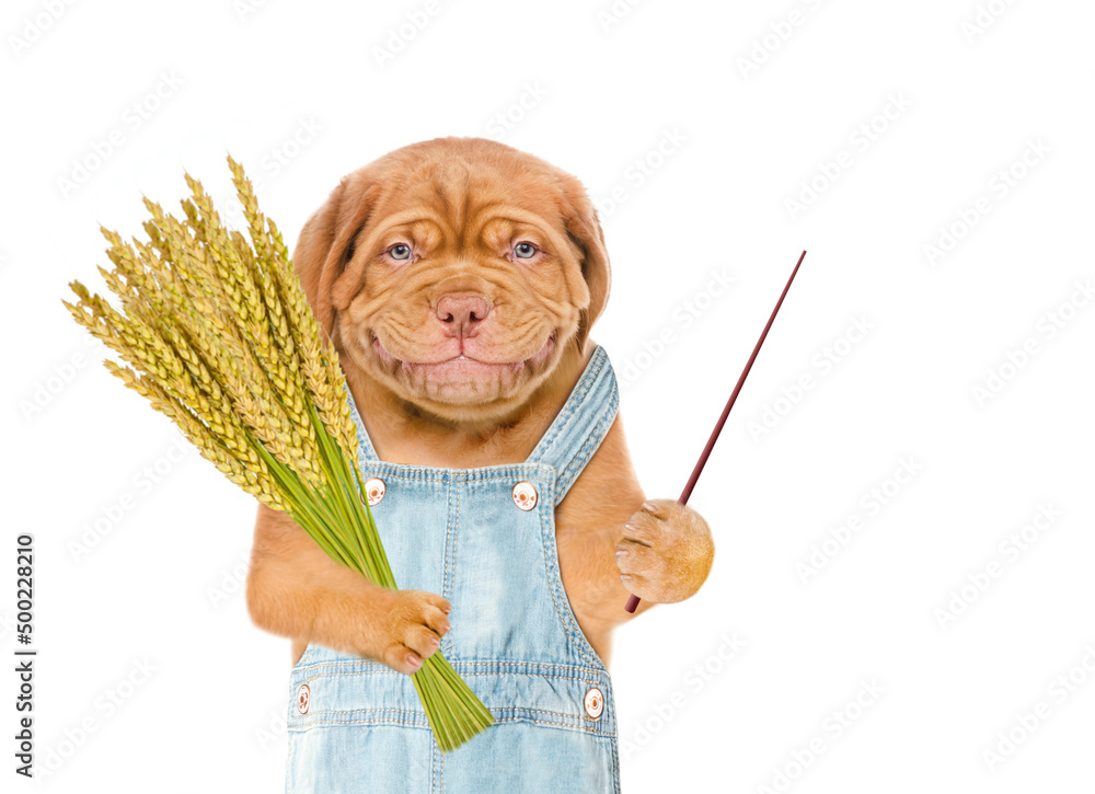 Poster Smiling puppy farmer wearing overalls holds bunch of wheat and points away on empty space. Isolated on white background