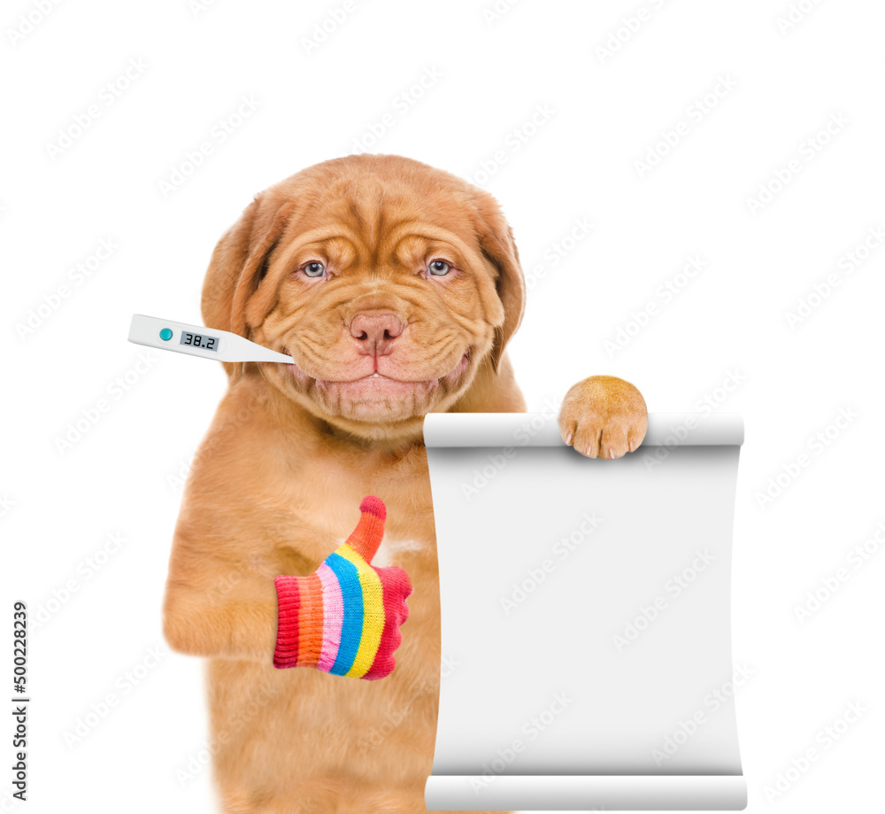 Poster Sick puppy with thermometer in it mouth shows empty list and thumbs up gesture. isolated on white background