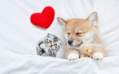 Sleepy cozy Pembroke Welsh corgi puppy hugs favorite toy bear near tiny kitten under white warm...