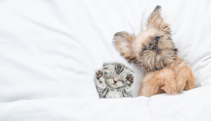 Cute pets. Funny Brussels Griffon puppy lying with young kitten under white warm blanket on a bed at home. Top down view. Empty space for text