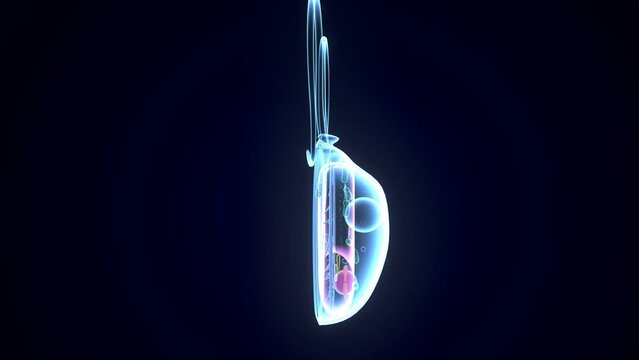 3d illustration of Chlamydomonas anatomy