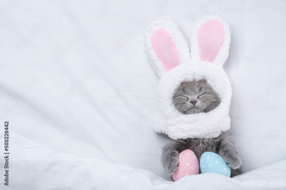 Poster funny kitten wearing easter rabbits ears sleeps with painted eggs on a bed under warm white blanket 