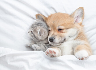 Cozy Pembroke Welsh corgi puppy lying with tiny tabby fold kitten under white warm blanket on a bed at home. Top down view