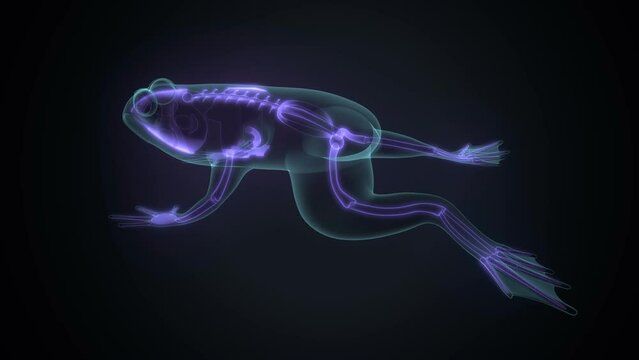 3d illustration of frog skeleton anatomy.