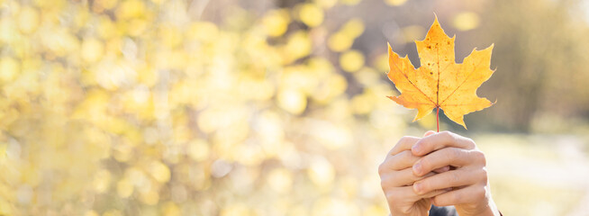 Yellow maple leaf in boy hands . Autumn natural background. Banner with copy space