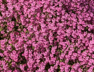 Moss phlox of pink cherry blossoms that grow in clusters