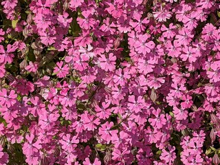 Moss phlox of pink cherry blossoms that grow in clusters