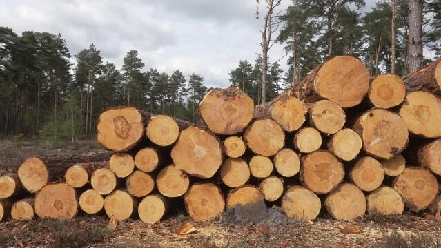 Log piles from pine trees cut down by woodland forestry management coppiced wood stacks drying outdoors in summer sun