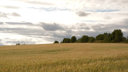 Fototapeta premium Beautiful landscape field on a summer day. Rural scene of wheat ears, field of wheat