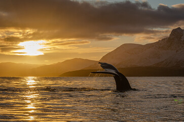 Humpback whale © lorenzoragazzi