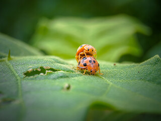 ladybug on green leaf