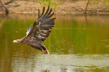 A hunting European eagle makes the landing above water, trees in the background. Grabs the prey in the lake with its claws. Detail, fish, impressive