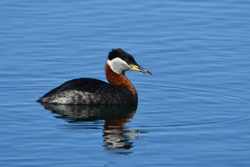 Spring scene of a Red-necked Grebe duck on water
