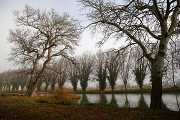 Les arbres au bord du canal
