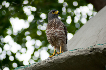 Sparrowhawk close up portrait  - birds of prey