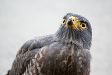 Sparrowhawk close up portrait  - birds of prey