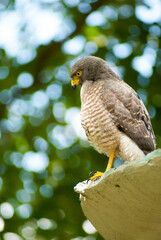 Sparrowhawk close up portrait  - birds of prey