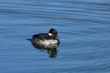 Female Bufflehead duck on lake