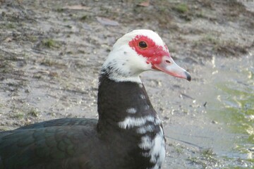 Muscovy duck near the pond in Florida, closeup