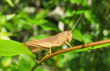 Big tropical grasshopper on branch in Florida wild, closeup