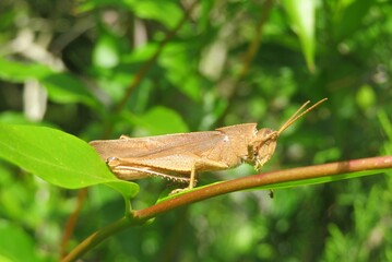Yellow tropical grasshopper on the branch, closeup