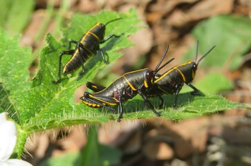Beautiful black tropical grasshoppers on a leafs, closeup