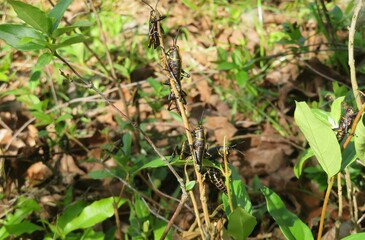 Naklejka na ściany i meble Black tropical grasshoppers on plant in Florida nature