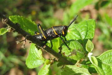 Black tropical grasshopper in Florida wild, closeup